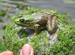 frog replica