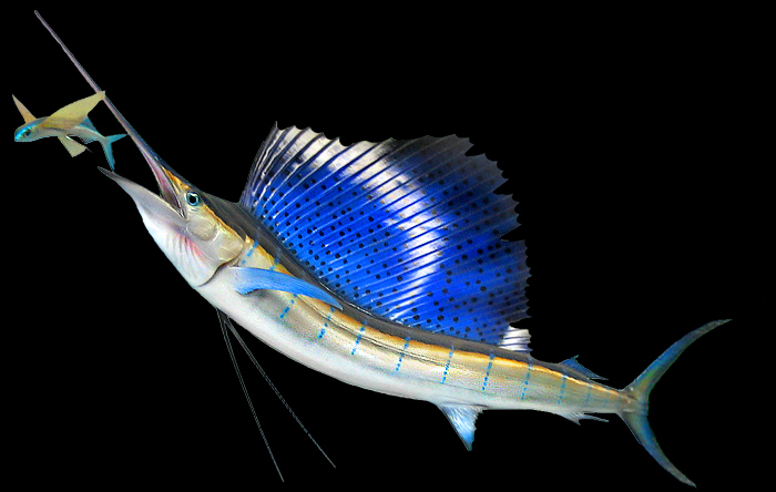 sailfish replica mount