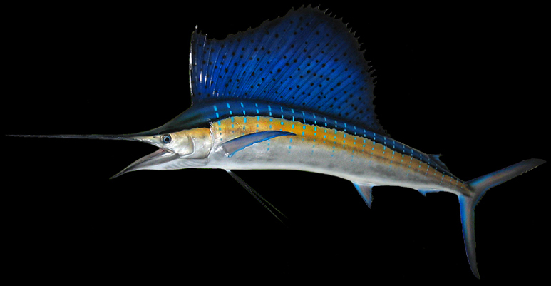 sailfish replica mount