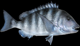 sheepshead fish freshwater