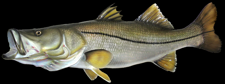 taxidermy snook mount