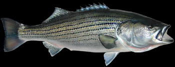 Striped Bass Fish Mounts