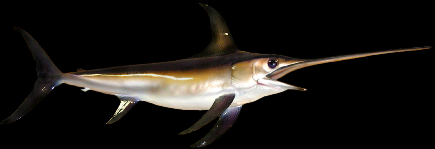 swordfish taxidermy fish replica mounts