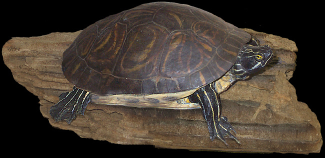 turtle mount