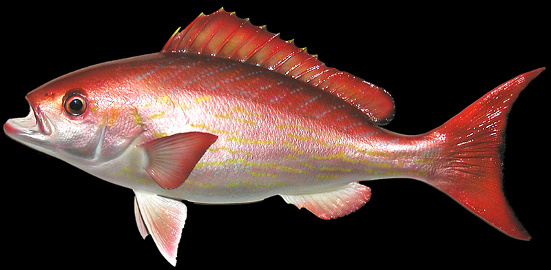 Vermilion Snapper Fish