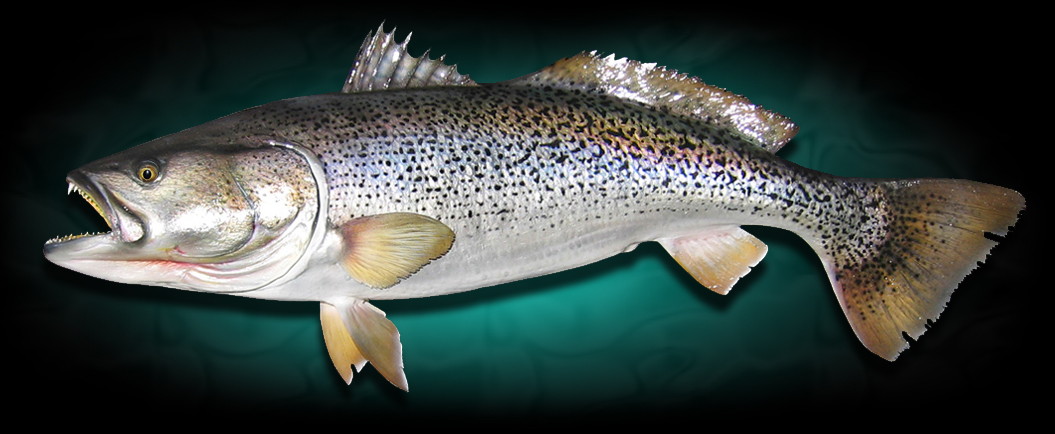 weakfish fish taxidermy mount