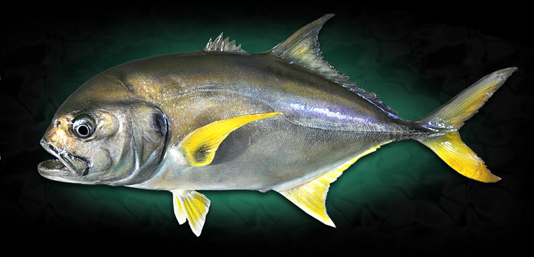 Jack Crevalle Taxidermy Fish Mount