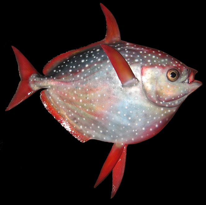 Taxidermy Opah fish mount replica