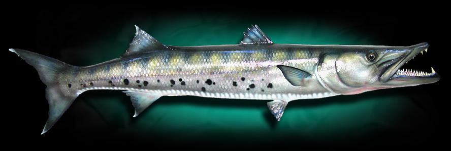 Taxidermy Barracuda fish replica mount