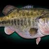 21lb Record Largemouth Bass Reproduction 