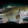 24.5" Largemouth Bass Fish Mount