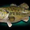 26" x 20" Largemouth bass fish mount by Marine Creations Taxidermy