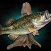 21" Largemouth Bass Taxidermy fish mount