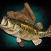 24" Largemouth Bass