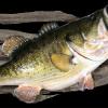 24" 11lb Largemouth Bass Taxidermy Fish