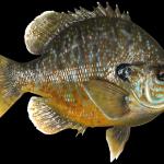 11"  Bluegill Hybrid 

Each Bluegill mount is painstakingly painted to our customer's picture or preference with amazing detail and realism.  Our Replica fiberglass blue gill fish mounts are not just "new age" taxidermy but works of art.