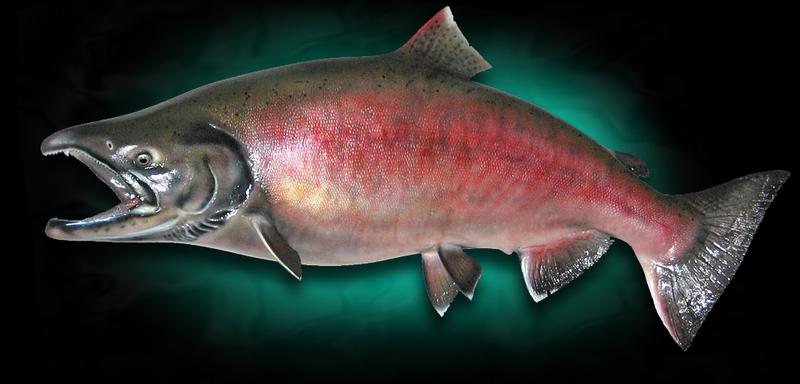 Chinook King Salmon Taxidermy Fish Mount
