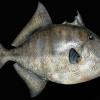 24" Gray Triggerfish Replica
