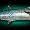 44" King Mackerel fish mount by Marine Creations Taxidermy