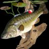 26" L x 20" G Largemouth Bass replica