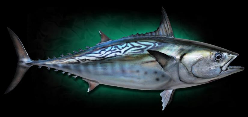 Tuna Mounts Fish Replicas Taxidermy