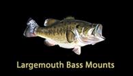 Largemouth Bass replicas
