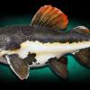 26" Redtail Catfish Mount