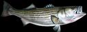 Striped Bass Fish Replicas