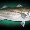34" Striped Bass