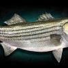 48" fiberglass Striped Bass Fish Mounts