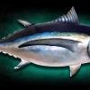 34 "  Pacific Albacore Fish Mount