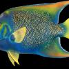 13" Queen Angelfish fish replica