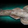 38" Atlantic Guitarfish replica