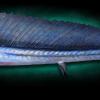 45" Pacific Lancetfish Replica