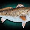 48" Redfish Fiberglass Fish replica