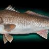 42" Red Drum replica mount-NC beach coloration