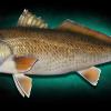 26" redfish mount by Marine Creations Taxidermy