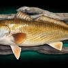 24" Redfish Fish Replica