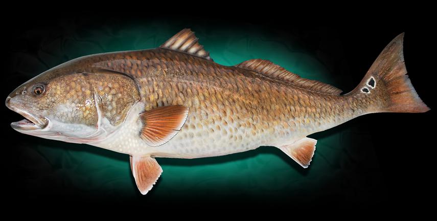 redfish red drum fish mount taxidermy replica