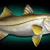 40" Snook fish fiberglass replica by Marine Creations Taxidermy