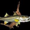 taxidermy 24" Snook fish mount