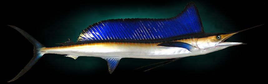 Taxidermy Spearfish