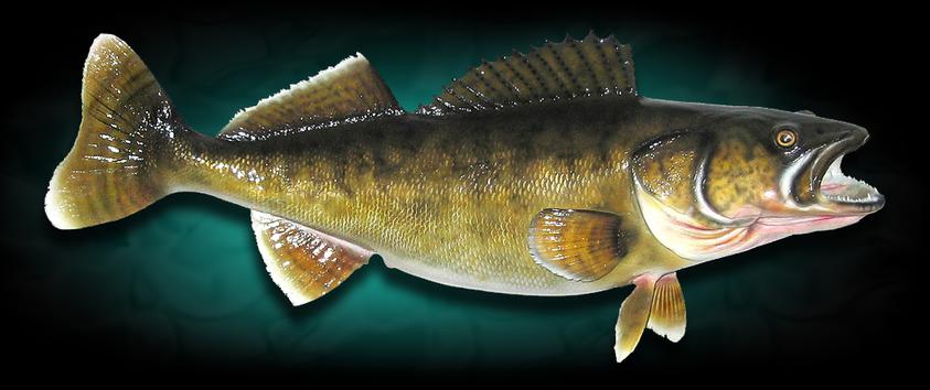 walleye fish taxidermy mount