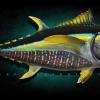 38" Yellowfin Tuna