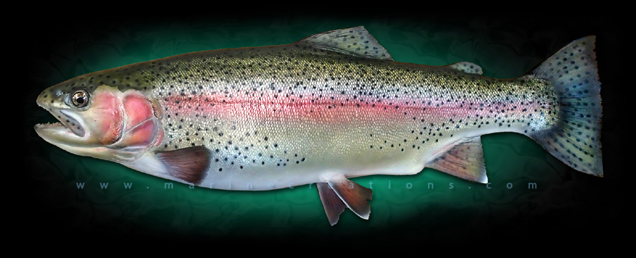 rainbow trout fish taxidermy mount replicas