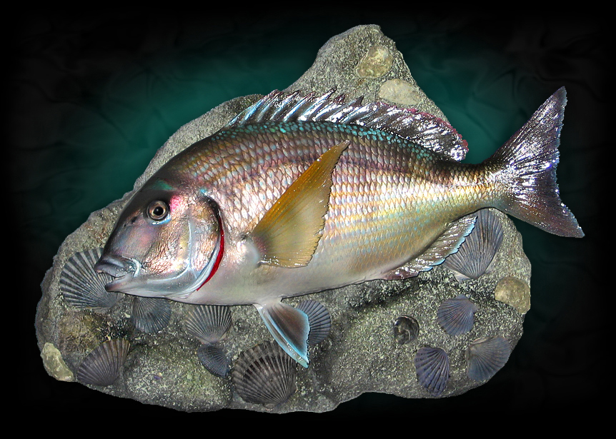 New York Porgy Fish Mounts & Taxidermy