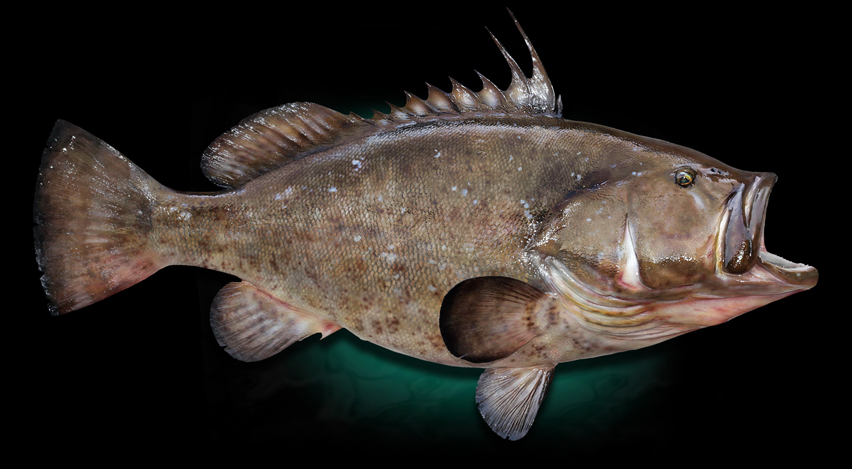 taxidermy Warsaw Grouper Replica Fish Mount