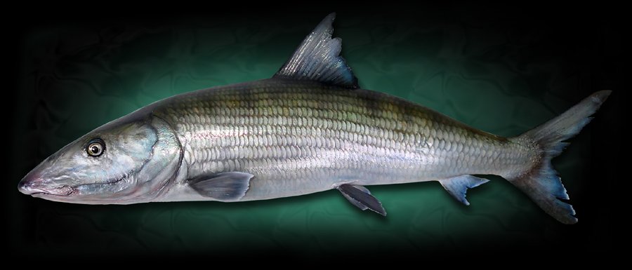 Replica Bonefish Mount