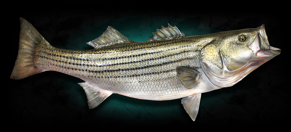 bass fish striped mounts striper taxidermy creations marinecreations homestead