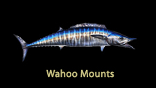 Wahoo fish replicas